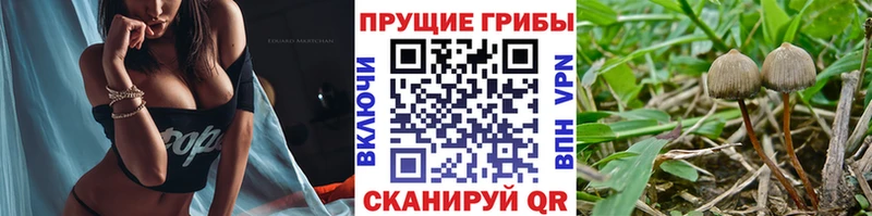 Псилоцибиновые грибы Magic Shrooms  даркнет клад  Свирск  где купить   мега как зайти 